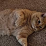 animal, carpet, cat, closeup, curious, cute, domestic_animal, feline, fur, ginger_cat, indoor, lying_down, mammal, paw, pet, portrait, relaxed, resting, sleepy, whiskers