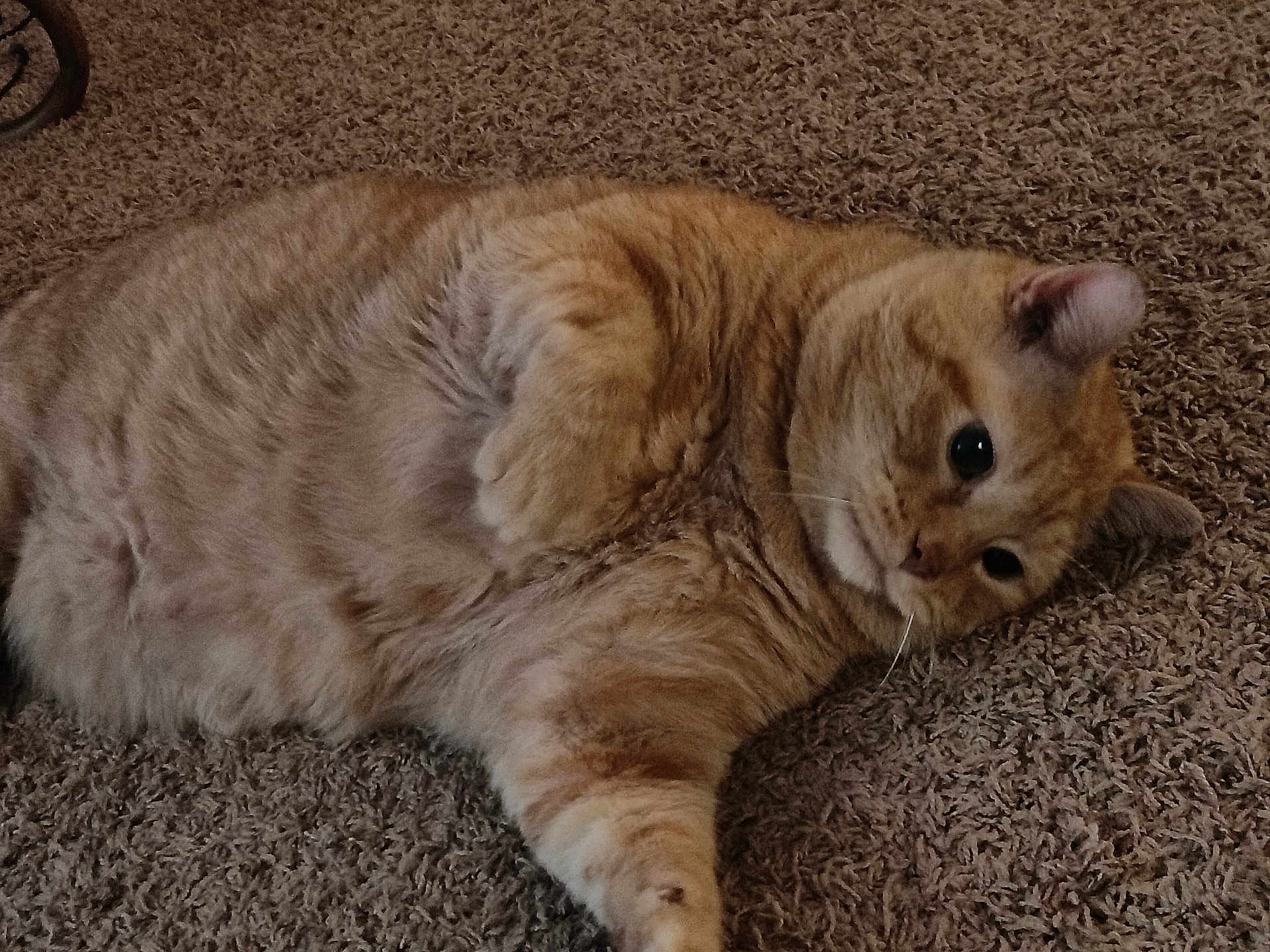 Myjo is registered to the contest to win money with this photo: animal, carpet, cat, closeup, curious, cute, domestic_animal, feline, fur, ginger_cat, indoor, lying_down, mammal, paw, pet, portrait, relaxed, resting, sleepy, whiskers
