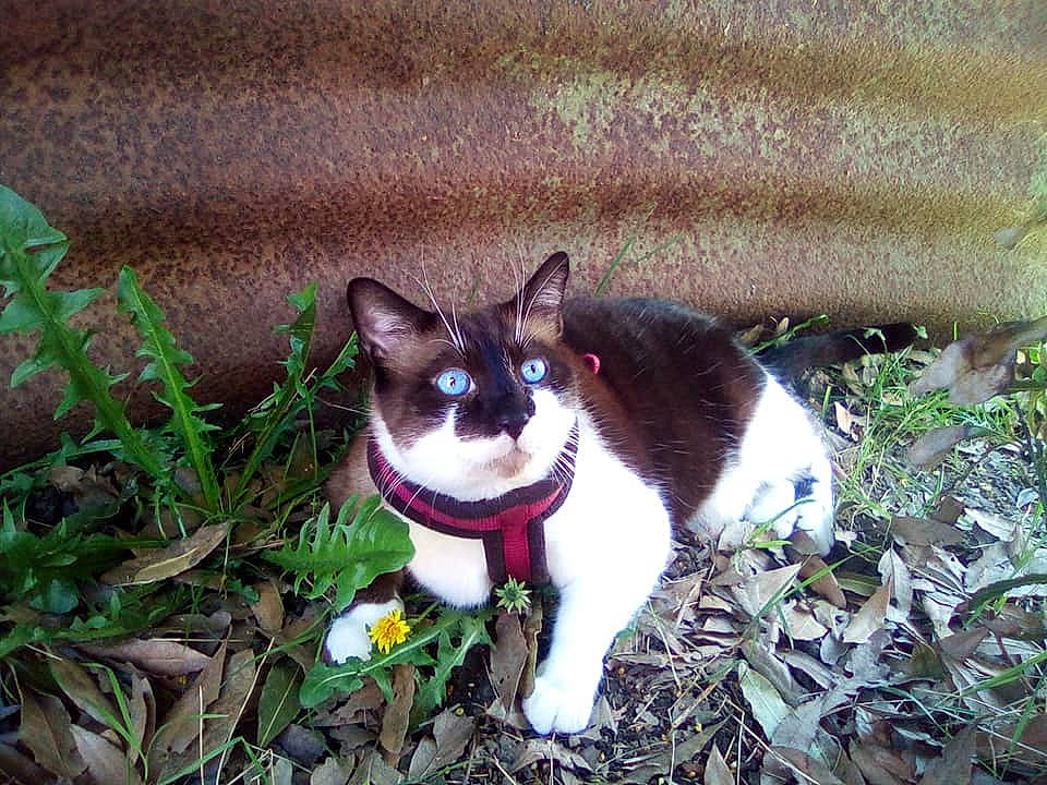 Lucky participe au concours pour gagner de l'argent avec cette photo : carnivore, cat, collar, domestic_short_haired_cat, eye, fawn, felidae, fur, grass, groundcover, herbaceous_plant, mammal, plant, shrub, small_to_medium_sized_cats, snout, tail, terrestrial_animal, tree, whiskers