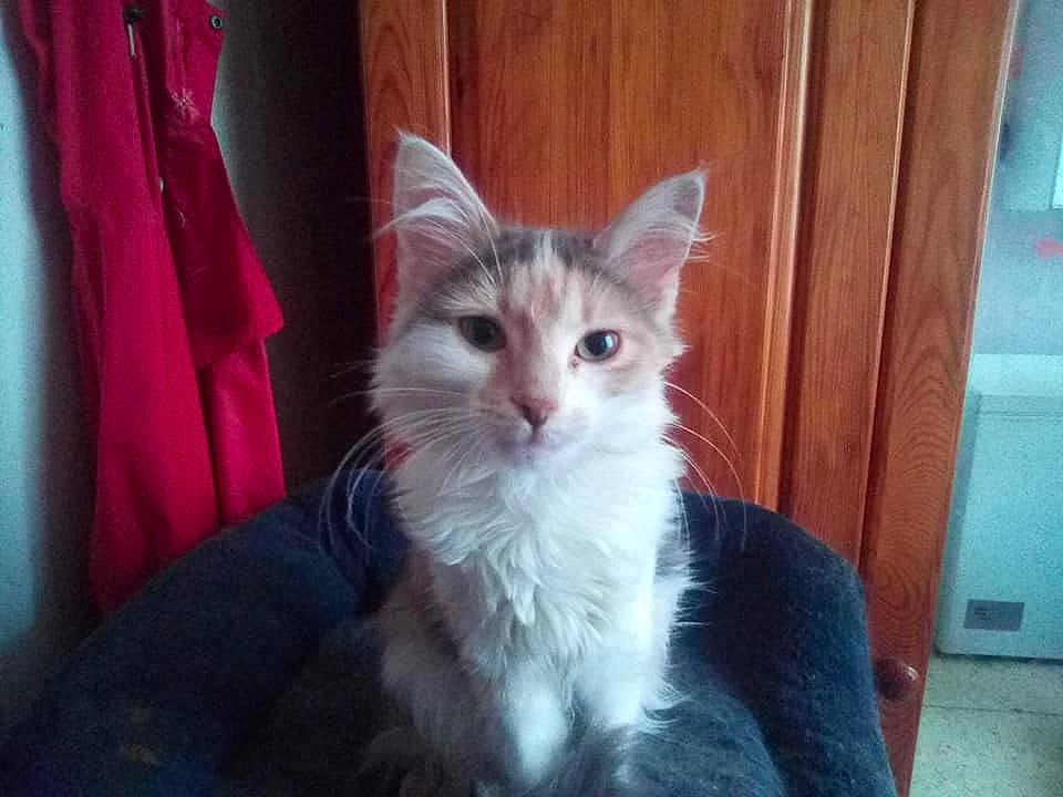 Laika a rejoint le concours — aidez-le/la à gagner de superbes lots ! aegean_cat, carnivore, cat, european_shorthair, felidae, kitten, mammal, norwegian_forest_cat, small_to_medium_sized_cats, tabby_cat, turkish_angora, vertebrate, whiskers