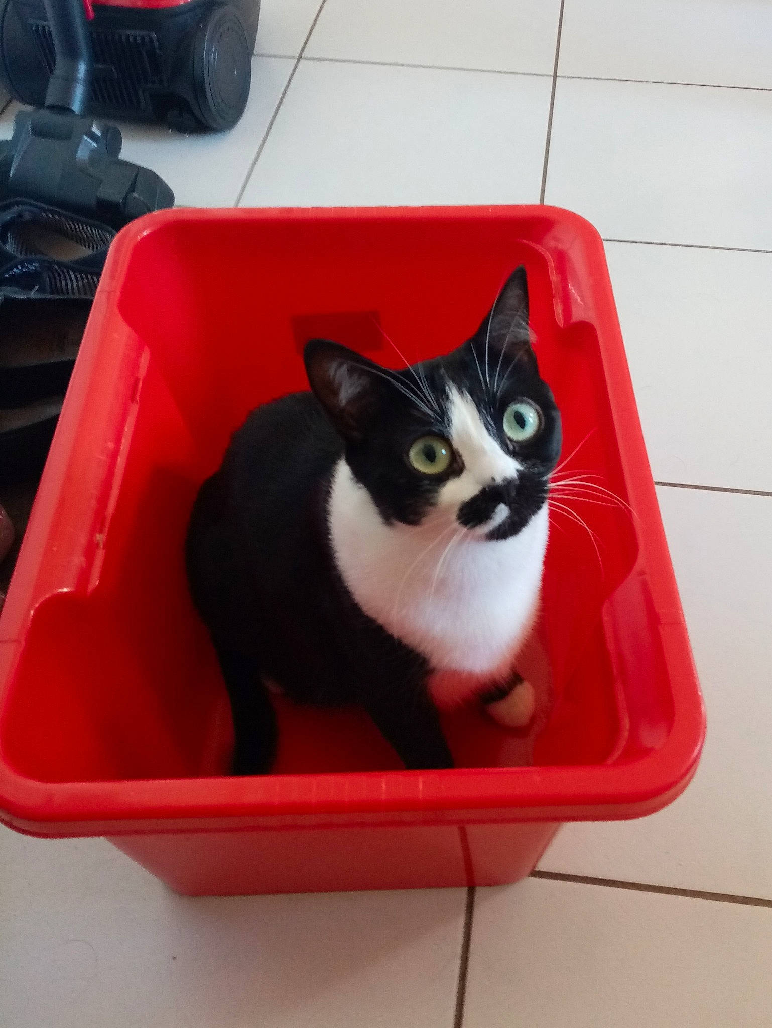 Poupie participe au concours pour gagner de l'argent avec cette photo : black_cat, box, cardboard, carnivore, cat, cat_supply, comfort, domestic_short_haired_cat, felidae, packaging_and_labeling, paw, pet_supply, plumbing_fixture, rectangle, room, small_to_medium_sized_cats, snout, tail, whiskers, window