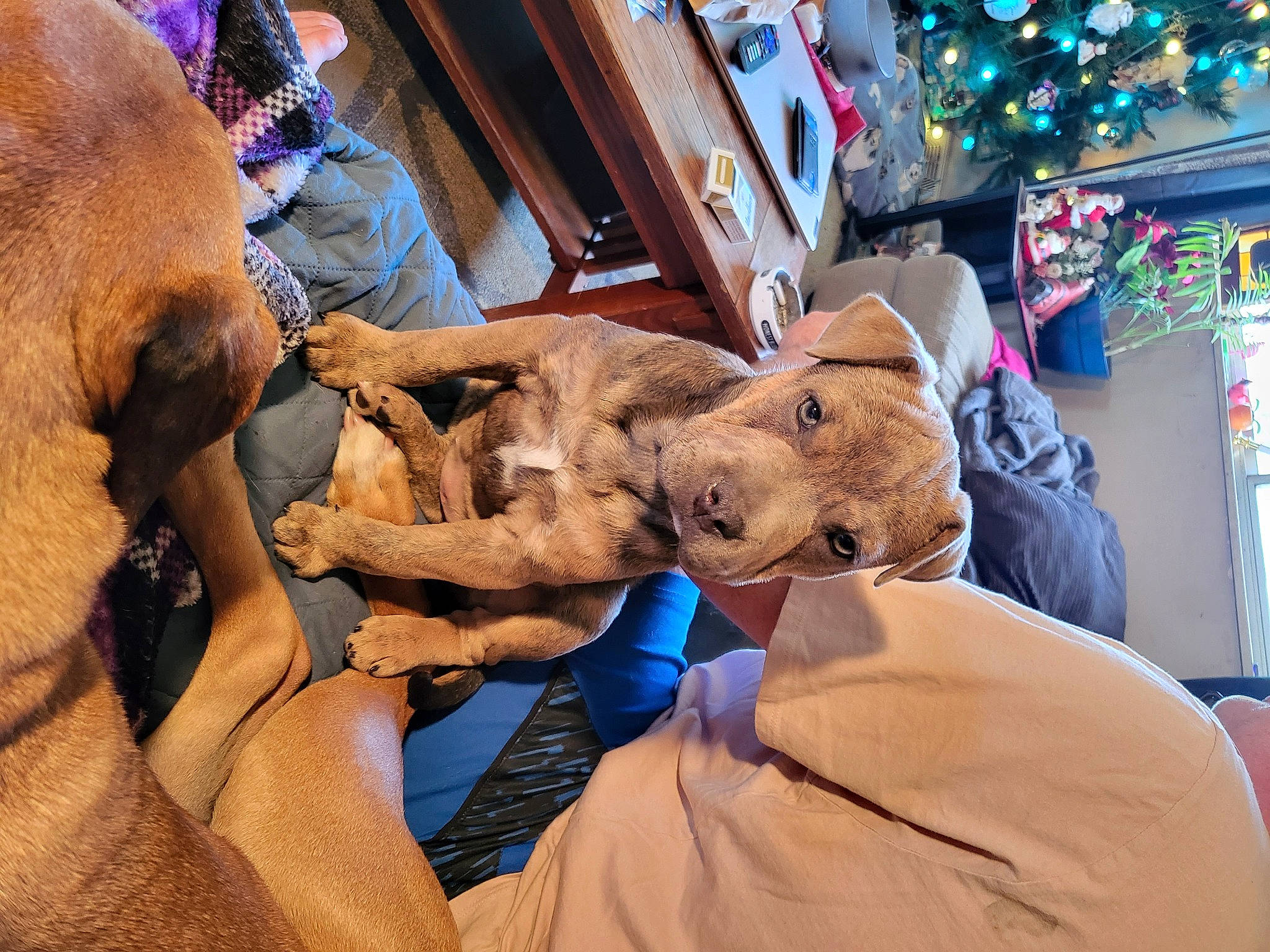 Nari joined the competition — help win amazing prizes! bed, child, christmas_decoration, christmas_ornament, event, fawn, felidae, fictional_character, fun, fur, holiday, leisure, mammal, ornament, plush, small_to_medium_sized_cats, stuffed_toy, toy, tree, vertebrate