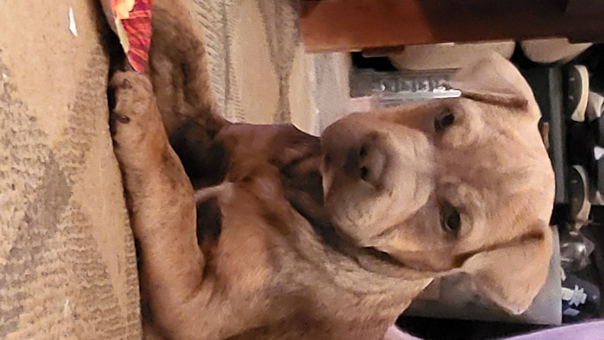 Nari is registered to the contest to win money with this photo: bone, canidae, carnivore, companion_dog, dog, dog_breed, fawn, felidae, fur, guard_dog, jaw, non_sporting_group, snout, sporting_group, street_dog, terrestrial_animal, whiskers, wood, working_animal