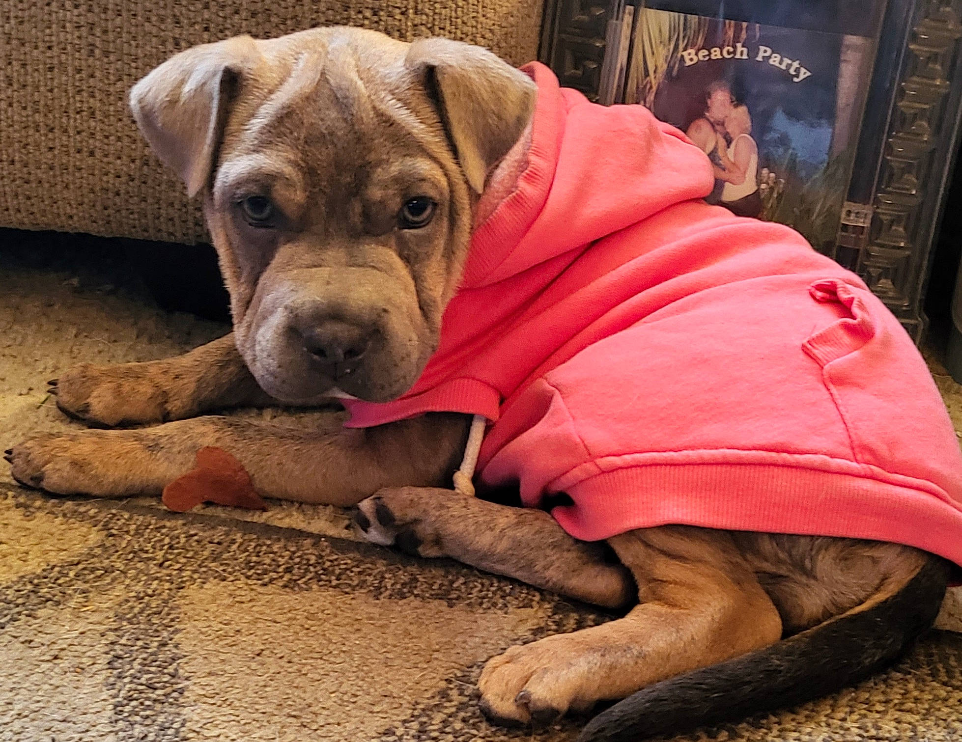 Nari joined the competition — help win amazing prizes! carnivore, comfort, companion_dog, dog, dog_breed, dog_collar, dog_supply, fawn, flooring, foot, human_leg, liver, paw, pet_supply, snout, terrestrial_animal, wood, working_animal, working_dog, wrinkle