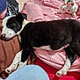 Crystol is registered to the contest to win money with this photo: animal, bed, black_and_white, blanket, comfort, cozy, cute, domestic, furry, indoors, paws, pet, pink_sheets, plush_toy, puppy, relaxing, resting, sleeping, soft, young_animal