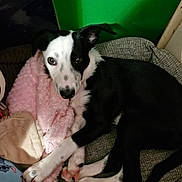 Crystol is registered to the contest to win money with this photo: animal, bed, black_and_white, blanket, companion, cozy, cushion, cute, dog, fur, green_background, indoor, lying_down, paw, pet, pink, relaxed, resting, spot, tail