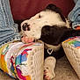 Crystol joined the competition — help win amazing prizes! adorable, black_and_white, carpet, closeup, colorful_shoes, cozy, cute, dog, footwear, heart_necklace, indoor, jeans, paint_splatter, paw, pet, puppy, relaxed, resting, sleeping, yellow_socks