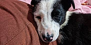 Crystol is registered to the contest to win money with this photo: animal, black_and_white, blanket, close_up, cozy, cushion, cute, dog, ears, fur, indoors, nose, pet, puppy, relaxed, resting, sleeping, snuggling, soft, young