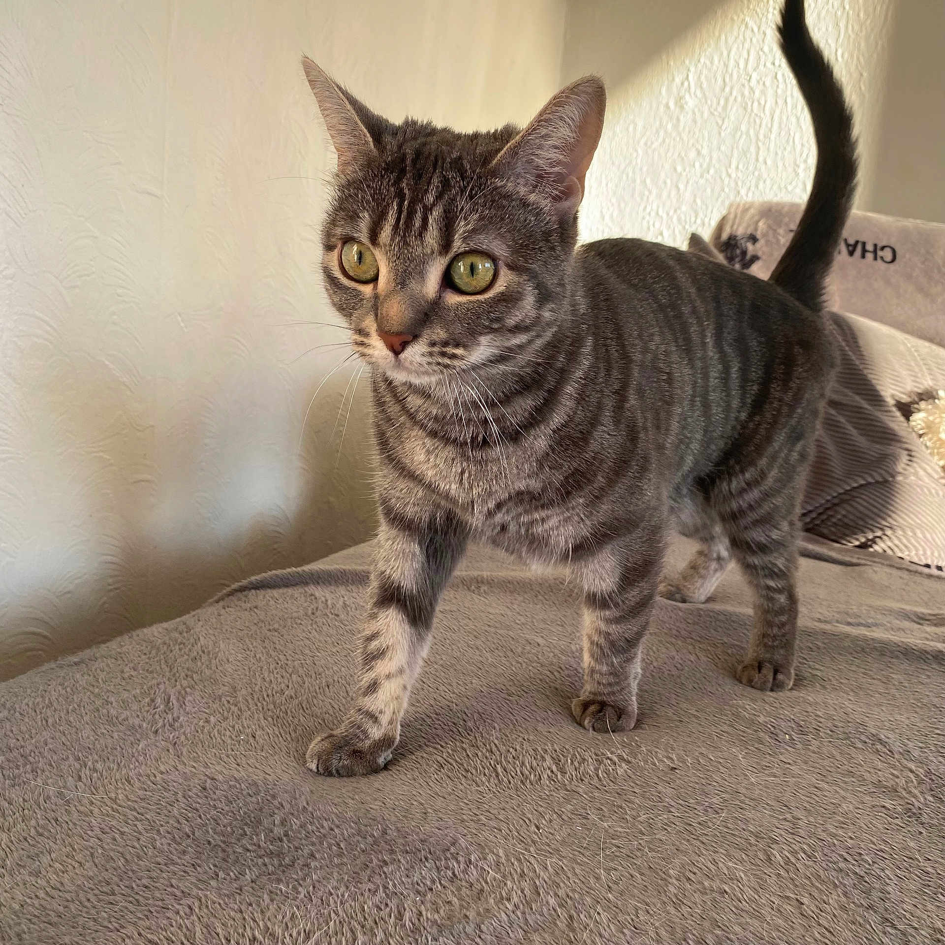 Luna is registered to the contest to win money with this photo: animal, bed, cat, cozy, curious, eyes, feline, fur, home, indoor, light, paw, pet, soft, striped, tabby, tail, texture, walking, whiskers
