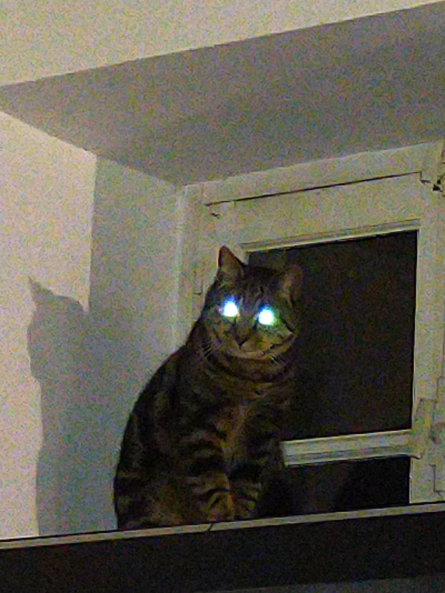 Titou participe au concours pour gagner de l'argent avec cette photo : carnivore, cat, ceiling, domestic_short_haired_cat, door, felidae, fur, gas, grey, hardwood, light_fixture, lighting_accessory, rectangle, room, shelf, small_to_medium_sized_cats, tail, tints_and_shades, whiskers, wood