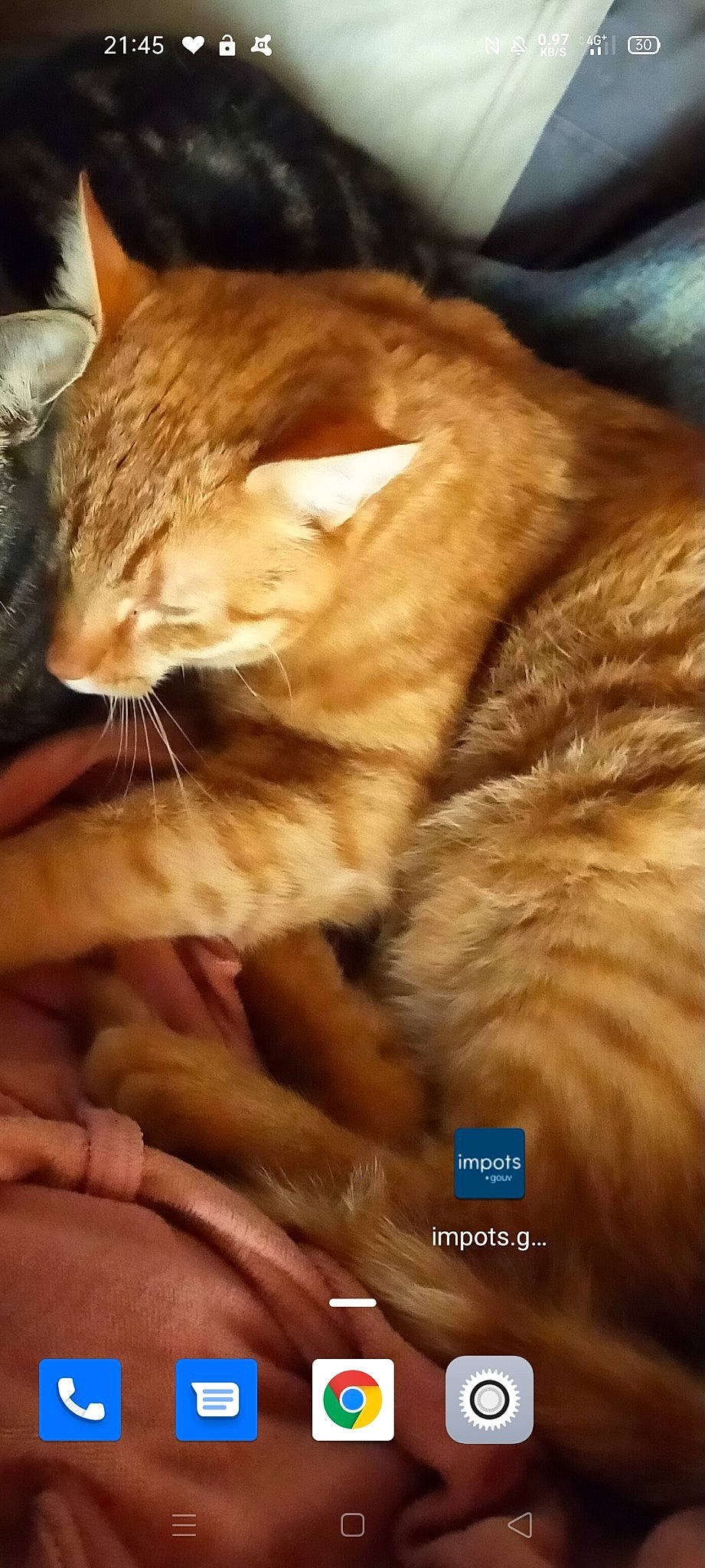 Lucky a rejoint le concours — aidez-le/la à gagner de superbes lots ! carnivore, cat, claw, comfort, domestic_short_haired_cat, ear, fawn, felidae, fur, gesture, nap, paw, sleep, small_to_medium_sized_cats, snout, tail, whiskers