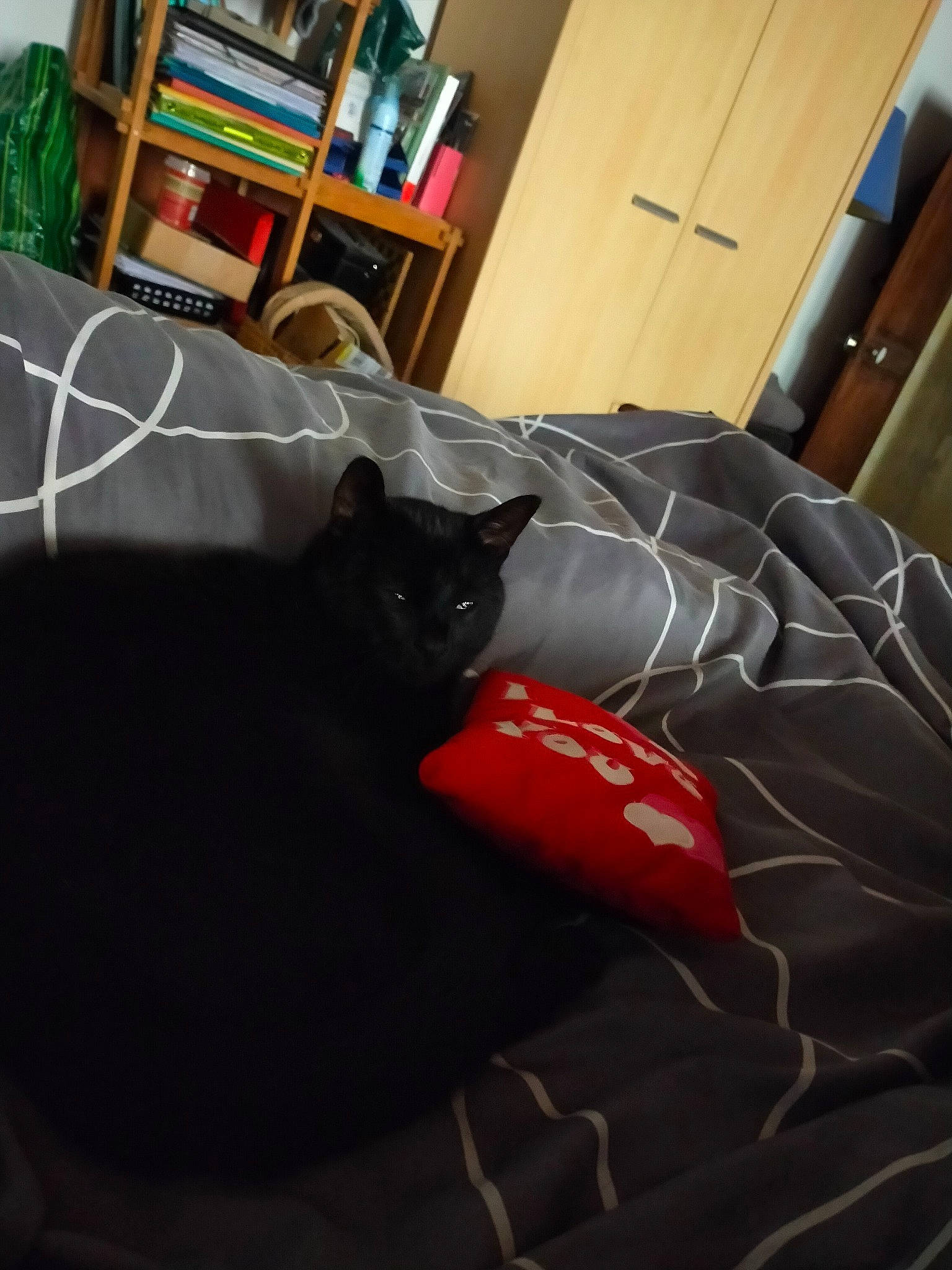 Vagabond participe au concours pour gagner de l'argent avec cette photo : bag, bean_bag, bean_bag_chair, bookcase, cabinetry, carnivore, cat, comfort, couch, felidae, flooring, furniture, grey, linens, luggage_and_bags, picture_frame, shelf, shelving, small_to_medium_sized_cats, whiskers