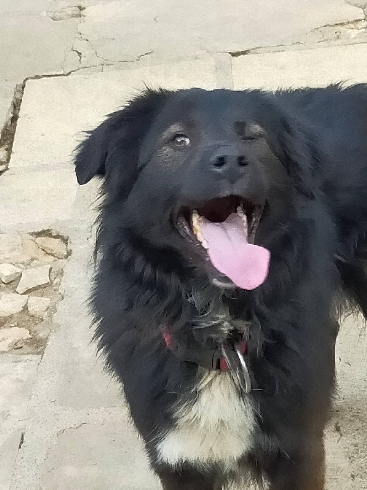 Puncky participe au concours pour gagner de l'argent avec cette photo : asphalt, borador, canidae, carnivore, collar, companion_dog, dog, dog_breed, dog_collar, fur, gaddi_kutta, herding_dog, mammal, road_surface, snout, sporting_group, street_dog, vertebrate, whiskers, working_animal