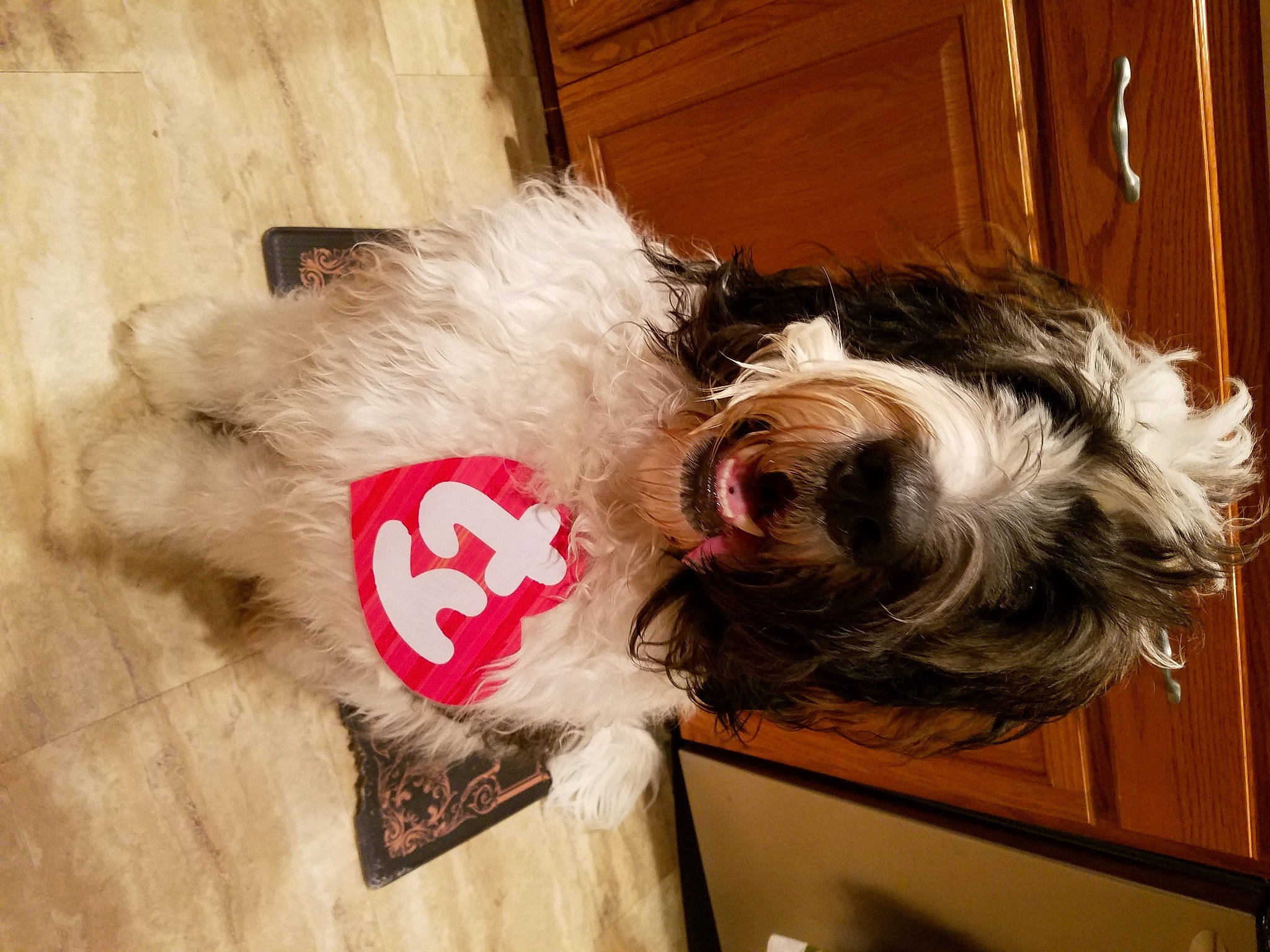 Walter joined the competition — help win amazing prizes! canidae, carmine, carnivore, collar, companion_dog, dog, dog_breed, dog_collar, dog_supply, fawn, fur, liver, pet_supply, small_terrier, snout, sporting_group, terrier, toy_dog, wood, working_animal