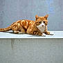 cat, orange_tabby, feline, animal, pet, lying_down, concrete, ledge, white_paws, striped, fur, whiskers, ears, tail, outdoor, gray_background, resting, alert, mammal, domestic