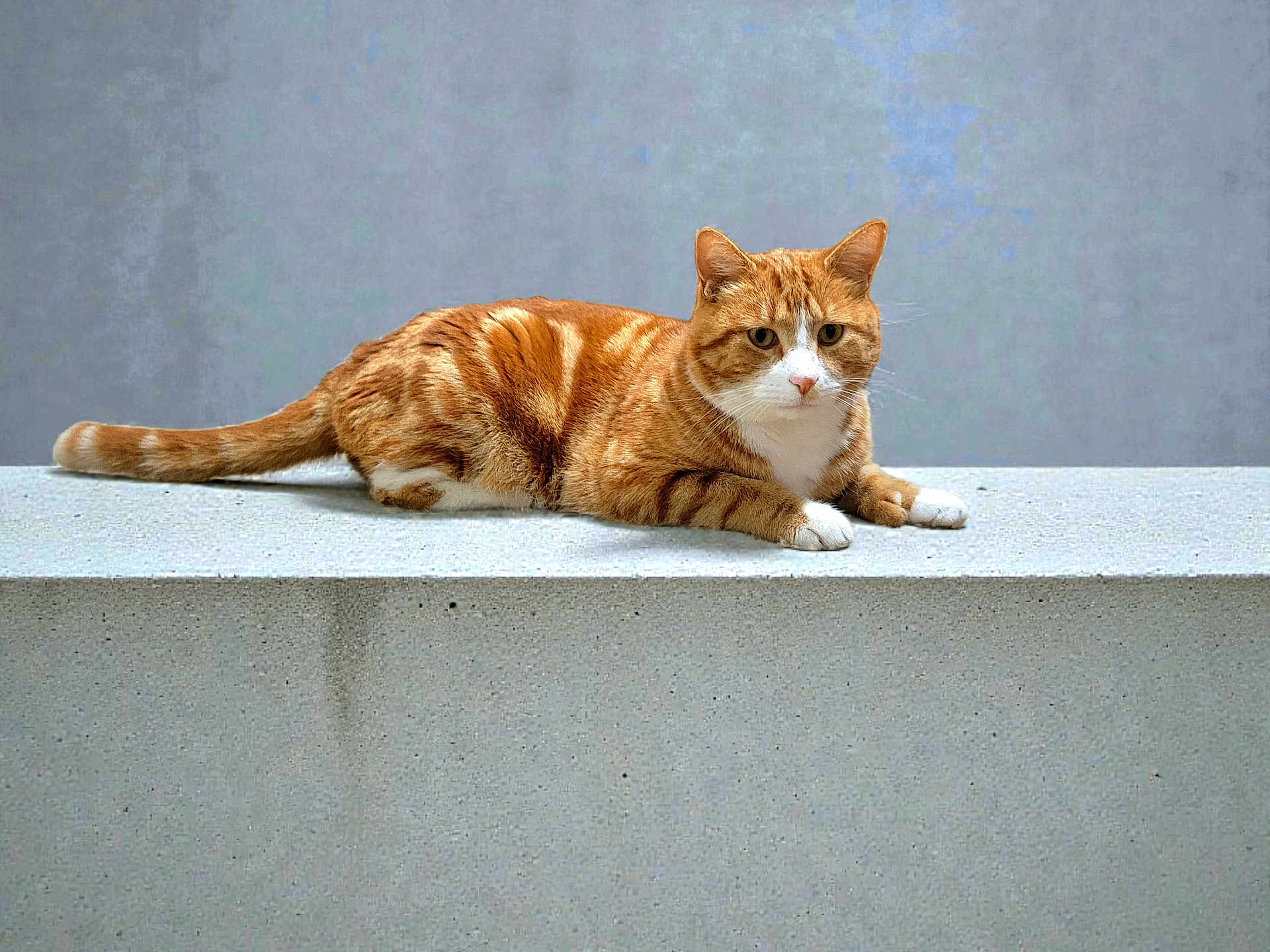 Mr.meowgi joined the competition — help win amazing prizes! cat, orange_tabby, feline, animal, pet, lying_down, concrete, ledge, white_paws, striped, fur, whiskers, ears, tail, outdoor, gray_background, resting, alert, mammal, domestic
