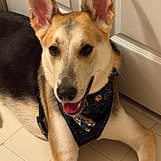 Stitch is registered to the contest to win money with this photo: dog, canine, pet, bandana, ears, tongue, floor, tile, indoor, smiling, happy, closeup, fur, collar, muzzle, face, paw, resting, domestic_animal, animal