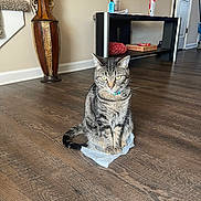 Nyla is registered to the contest to win money with this photo: cat, tabby_cat, plastic_bag, wooden_floor, vase, table, household_items, indoor, domestic_animal, feline, collar, pet, flooring, door, decor, living_room, brown, gray, striped, sitting