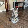 cat, tabby_cat, plastic_bag, wooden_floor, vase, table, household_items, indoor, domestic_animal, feline, collar, pet, flooring, door, decor, living_room, brown, gray, striped, sitting