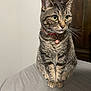 Nyla is registered to the contest to win money with this photo: cat, tabby_cat, pet, animal, feline, collar, bell, bed, indoor, looking_away, whiskers, ears, fur, sitting, domestic_cat, green_eyes, quiet, curious, close_up, portrait