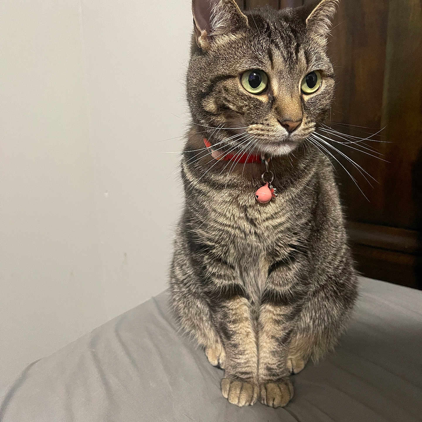 Nyla is registered to the contest to win money with this photo: animal, bed, bell, cat, close_up, collar, curious, domestic_cat, ears, feline, fur, green_eyes, indoor, looking_away, pet, portrait, quiet, sitting, tabby_cat, whiskers