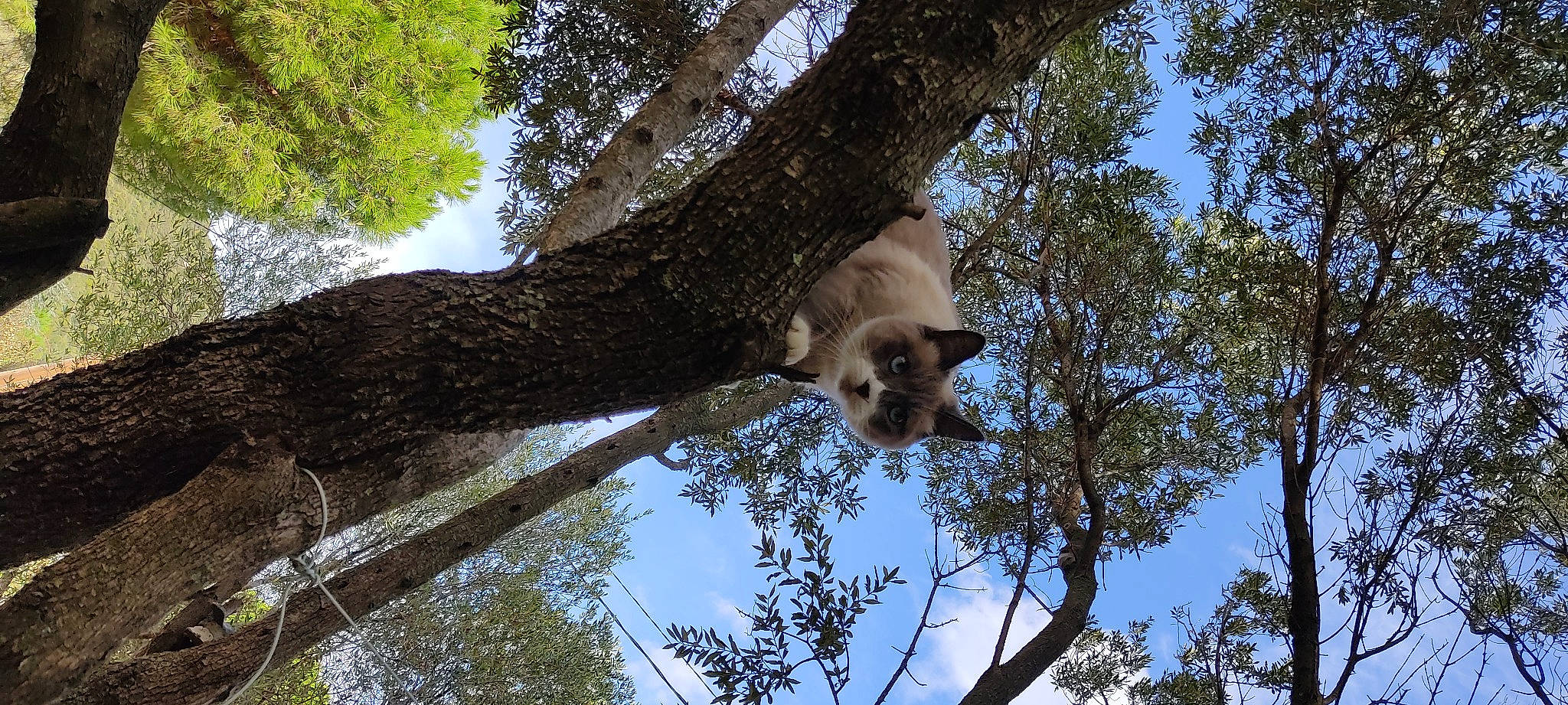 Bijou participe au concours pour gagner de l&#x27;argent avec cette photo : branch, carnivore, dog_breed, fawn, forest, fur, marsupial, nature_reserve, plant, sky, snout, spring, tail, terrestrial_animal, tree, trunk, twig, wildlife, wood, working_animal
