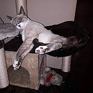 Bijou a rejoint le concours — aidez-le/la à gagner de superbes lots ! animal, black, brown, cat, cat_tree, cozy, feline, fur, home, indoor, paw, pet, relaxed, resting, scratching_post, sleeping, soft, stuffed_animal, toy, white