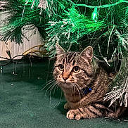 Sassy joined the competition — help win amazing prizes! cat, tabby_cat, christmas_tree, green_lights, festive, indoor, carpet, curious, animal, pet, frosted_branches, whiskers, collar, feline, christmas_decoration, holiday, tree_lights, closeup, crouching, eyes