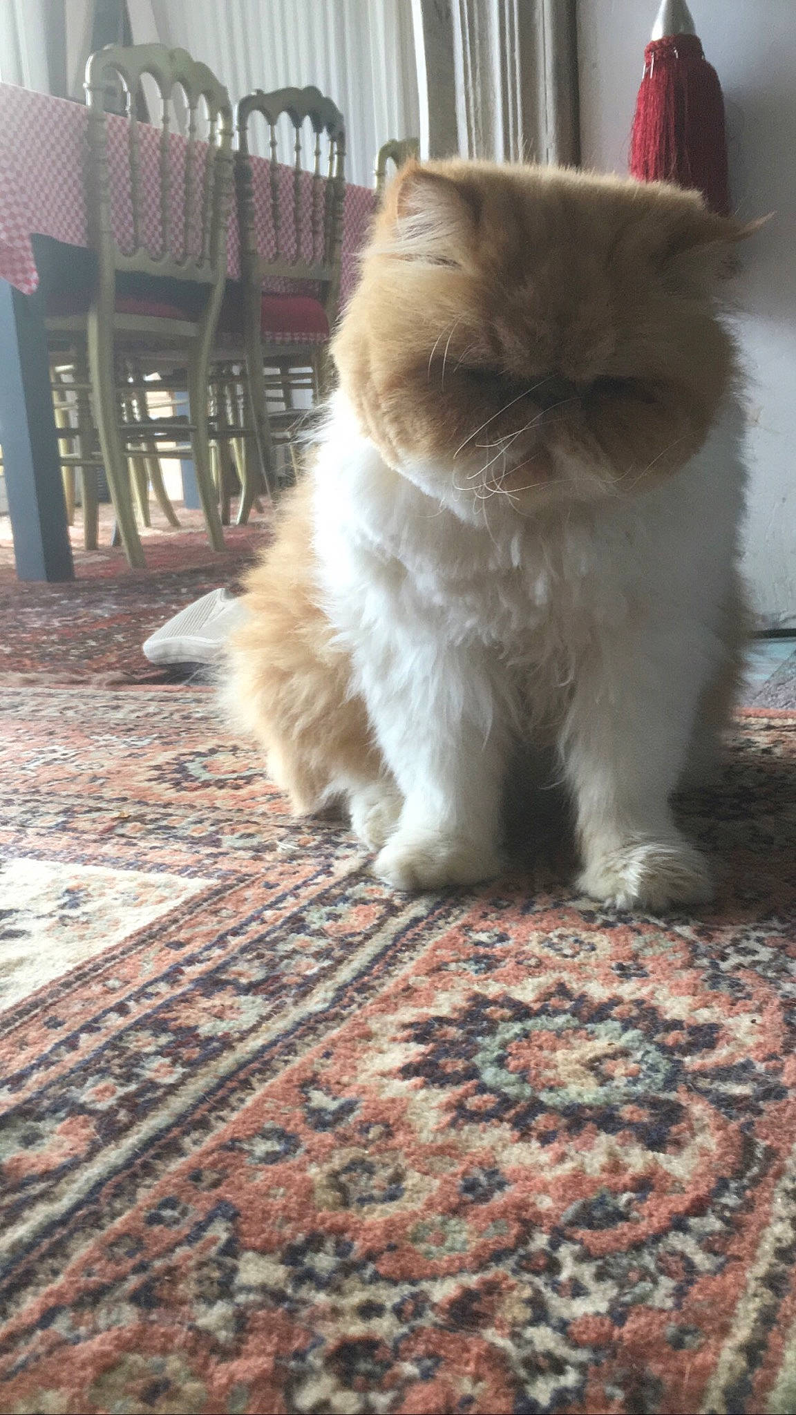 édouard participe au concours pour gagner de l'argent avec cette photo : british_longhair, british_semi_longhair, canidae, carnivore, cat, companion_dog, dog_breed, fawn, felidae, fur, kitten, mammal, persian, small_to_medium_sized_cats, tail, vertebrate, whiskers