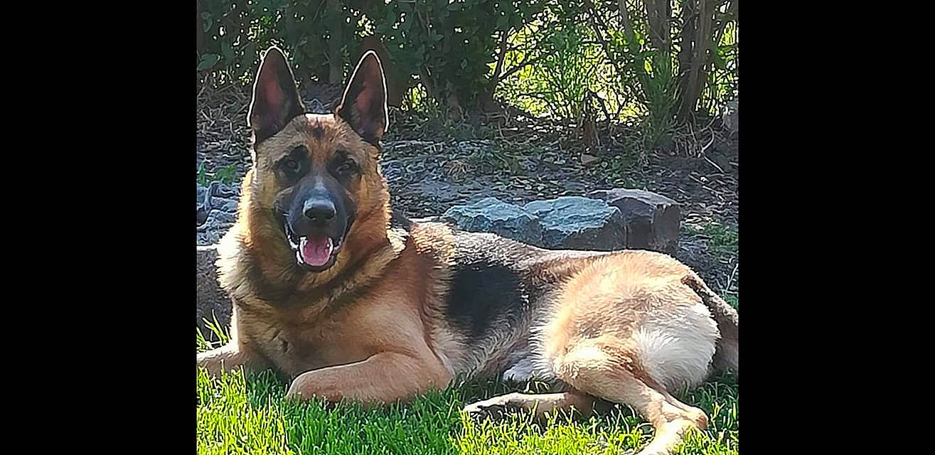 Mango participe au concours pour gagner de l'argent avec cette photo : ancient_dog_breeds, canis, carnivore, companion_dog, dog, dog_breed, east_european_shepherd, german_shepherd_dog, grass, guard_dog, herding_dog, king_shepherd, old_german_shepherd_dog, plant, terrestrial_animal, whiskers, working_dog