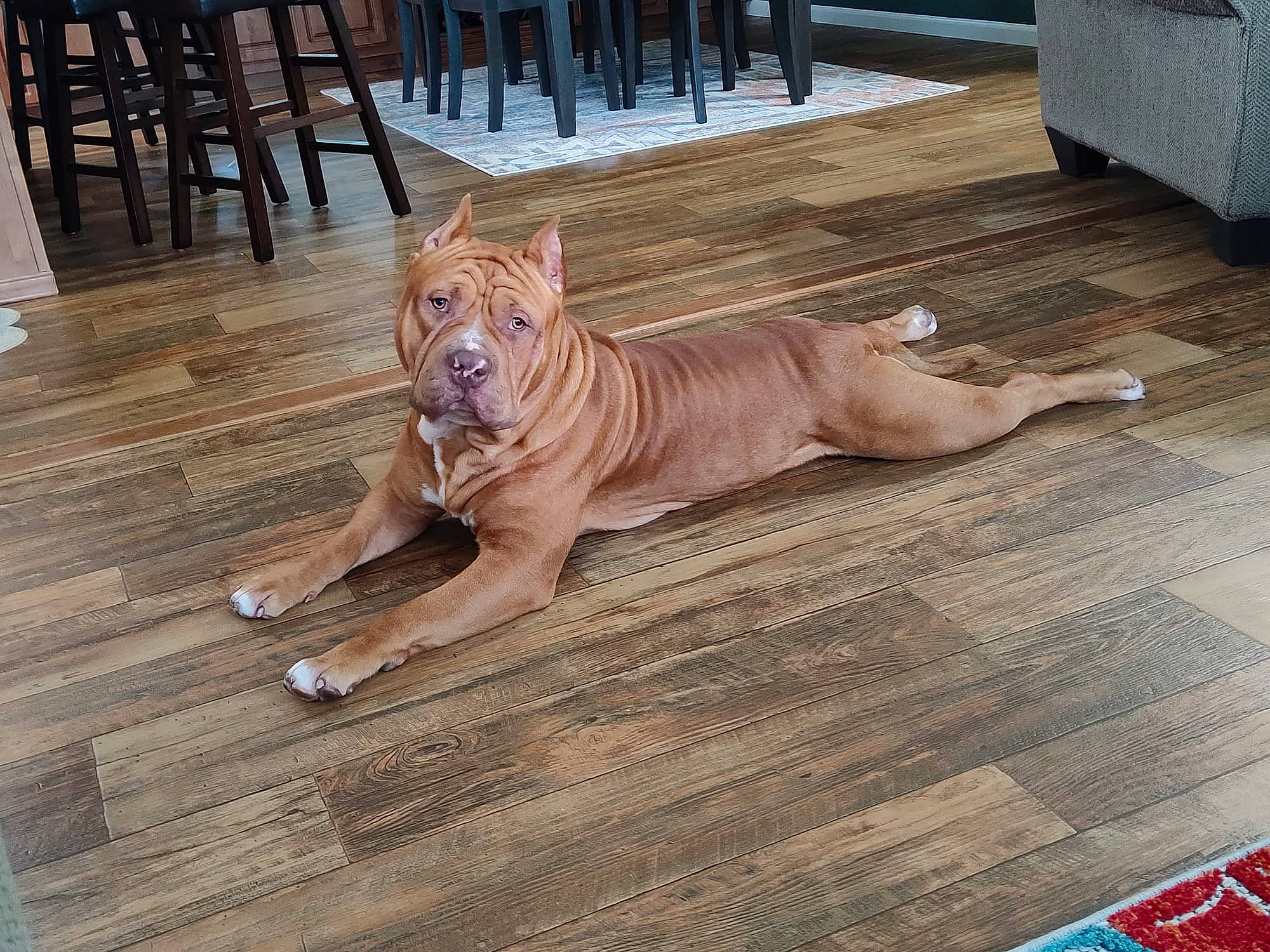 Bruno is registered to the contest to win money with this photo: carnivore, companion_dog, dog, dog_breed, fawn, felidae, floor, flooring, hardwood, laminate_flooring, liver, plank, shar_pei, snout, tail, terrestrial_animal, varnish, wood, wood_flooring, wood_stain