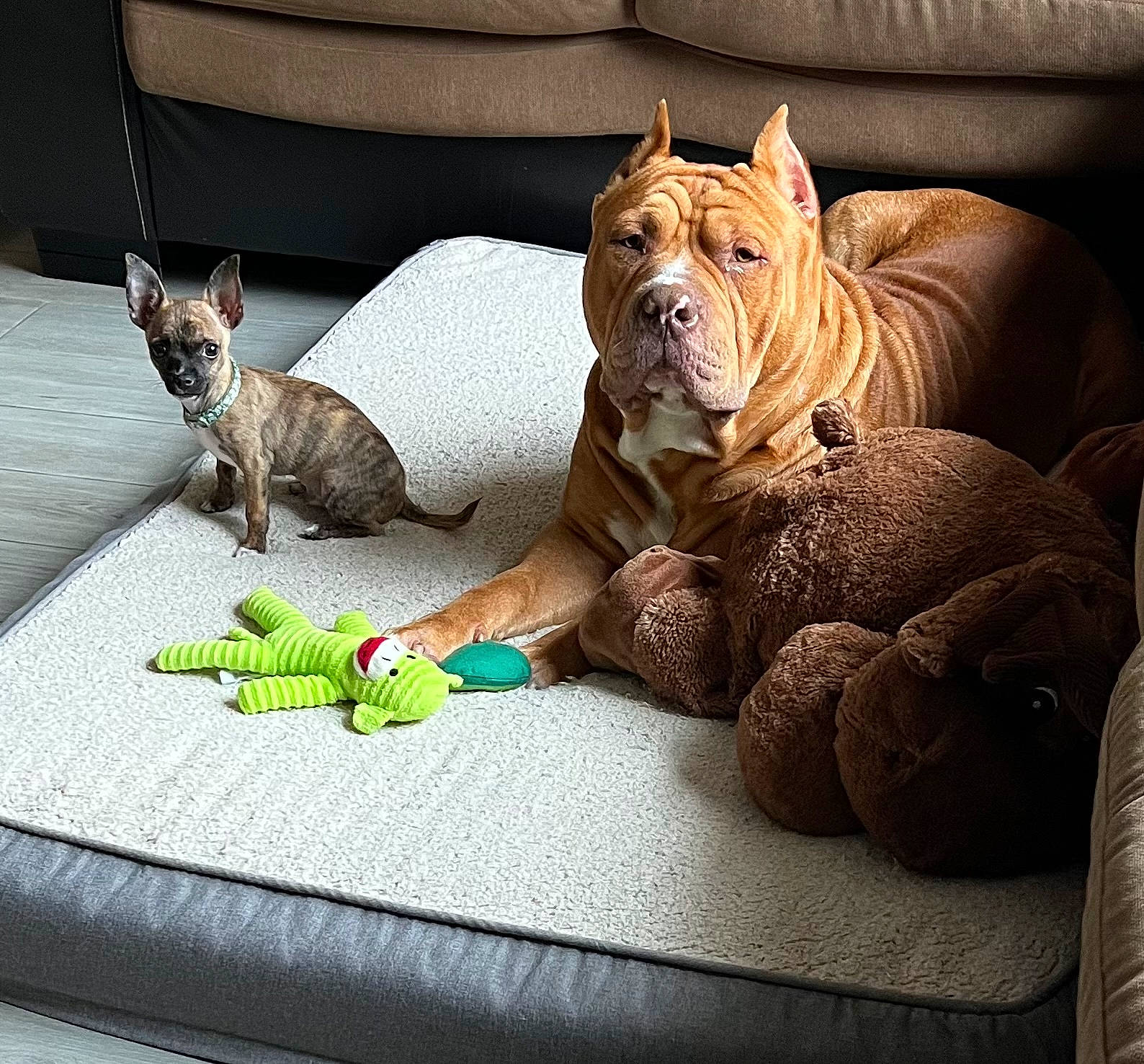 Bruno is registered to the contest to win money with this photo: canidae, carnivore, comfort, companion_dog, couch, dog, dog_bed, dog_breed, dog_supply, fawn, felidae, linens, pillow, small_to_medium_sized_cats, snout, sporting_group, terrestrial_animal, toy_dog, whiskers, wrinkle