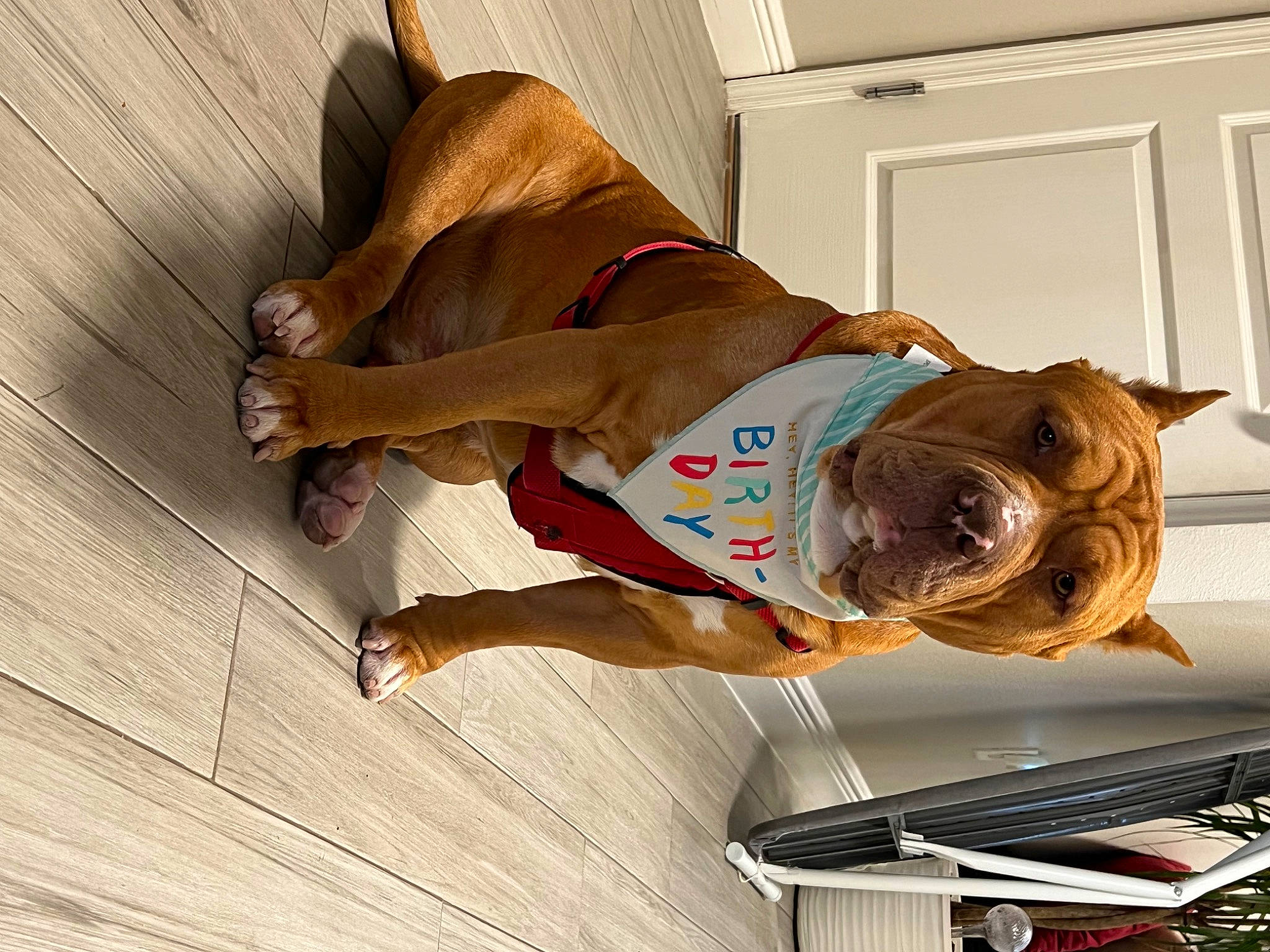 Bruno joined the competition — help win amazing prizes! canidae, carnivore, comfort, companion_dog, dog, dog_breed, dog_supply, elbow, fawn, flooring, hardwood, human_leg, knee, laminate_flooring, liver, sporting_group, wood, wood_flooring, wood_stain, working_animal