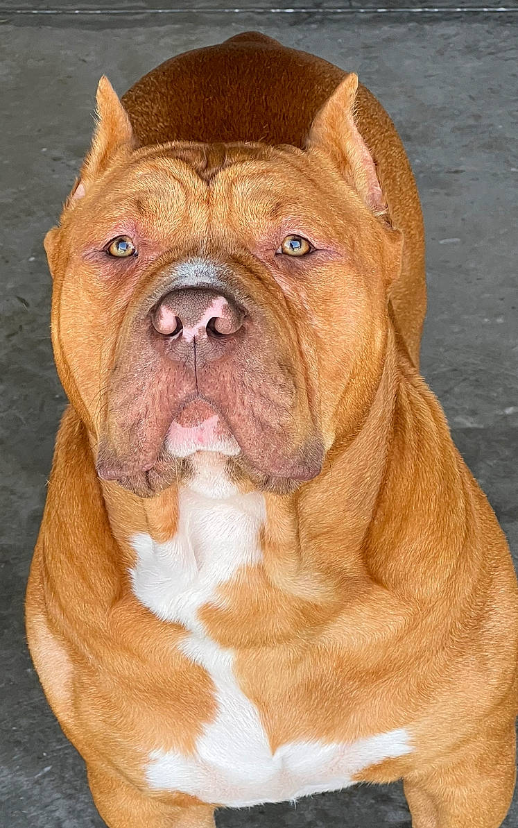 Bruno joined the competition — help win amazing prizes! ancient_dog_breeds, art, bulldog, canidae, carnivore, companion_dog, dog, dog_breed, fawn, flooring, fur, liver, molosser, snout, sporting_group, terrestrial_animal, whiskers, working_animal, working_dog, wrinkle