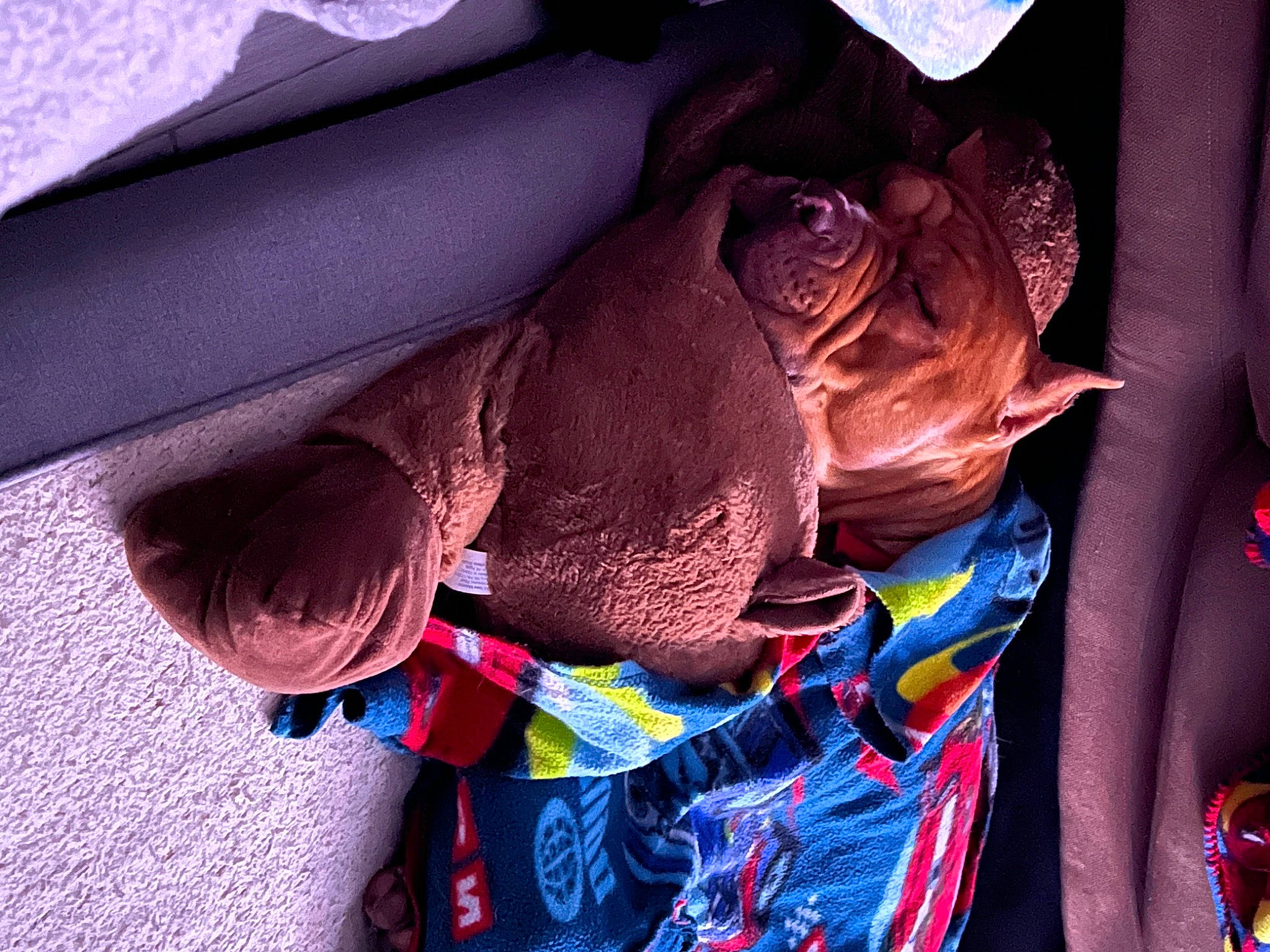 Bruno joined the competition — help win amazing prizes! carmine, carnivore, companion_dog, dog, dog_breed, electric_blue, fashion_accessory, fawn, happy, magenta, mammal, personal_protective_equipment, pink, purple, selfie, snout, sporting_group, textile, working_animal, wrinkle