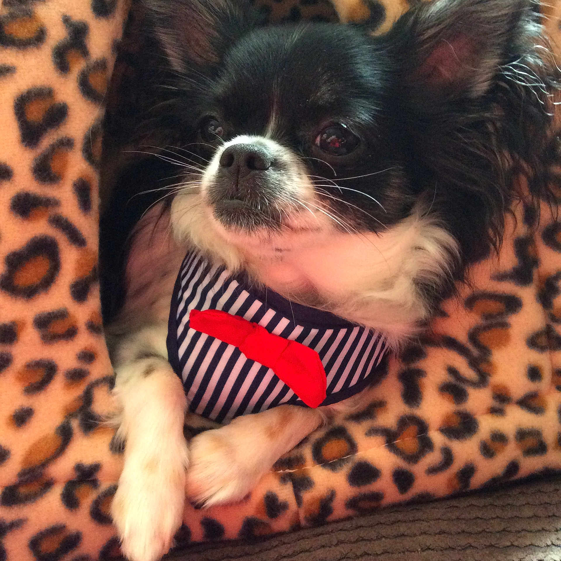 Peanut joined the competition — help win amazing prizes! canidae, carnivore, companion_dog, dog, dog_breed, eye, japanese_chin, mammal, puppy, puppy_love, shih_tzu, snout, toy_dog, vertebrate, whiskers