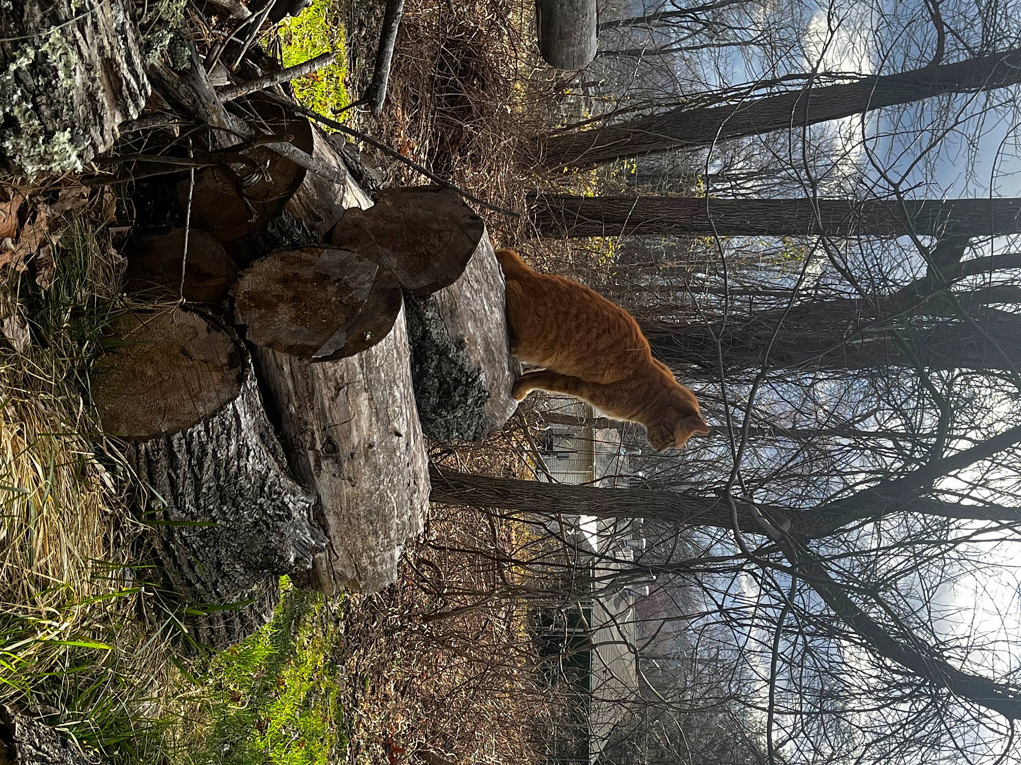 Orange is registered to the contest to win money with this photo: biome, branch, deciduous, fawn, forest, grass, leaf, natural_environment, natural_landscape, plant, shade, tail, terrestrial_animal, tints_and_shades, tree, trunk, twig, winter, wood, woody_plant