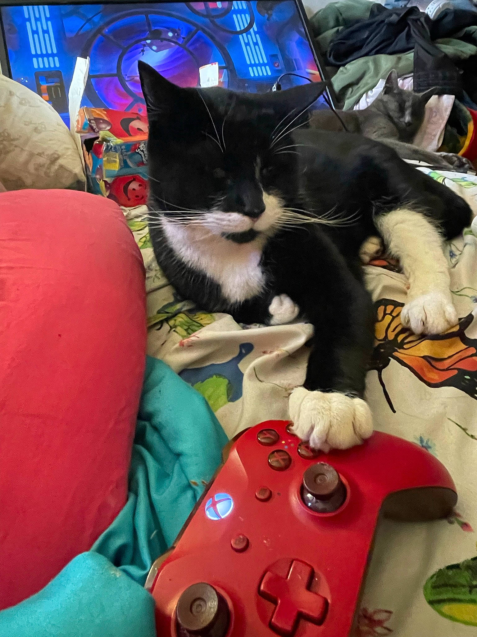 Kitty Kitty Kitten is registered to the contest to win money with this photo: audio_equipment, bag, carmine, carnivore, cat, comfort, electronic_instrument, felidae, fun, fur, game_controller, lap, luggage_and_bags, plush, recreation, small_to_medium_sized_cats, stuffed_toy, tail, toy, whiskers