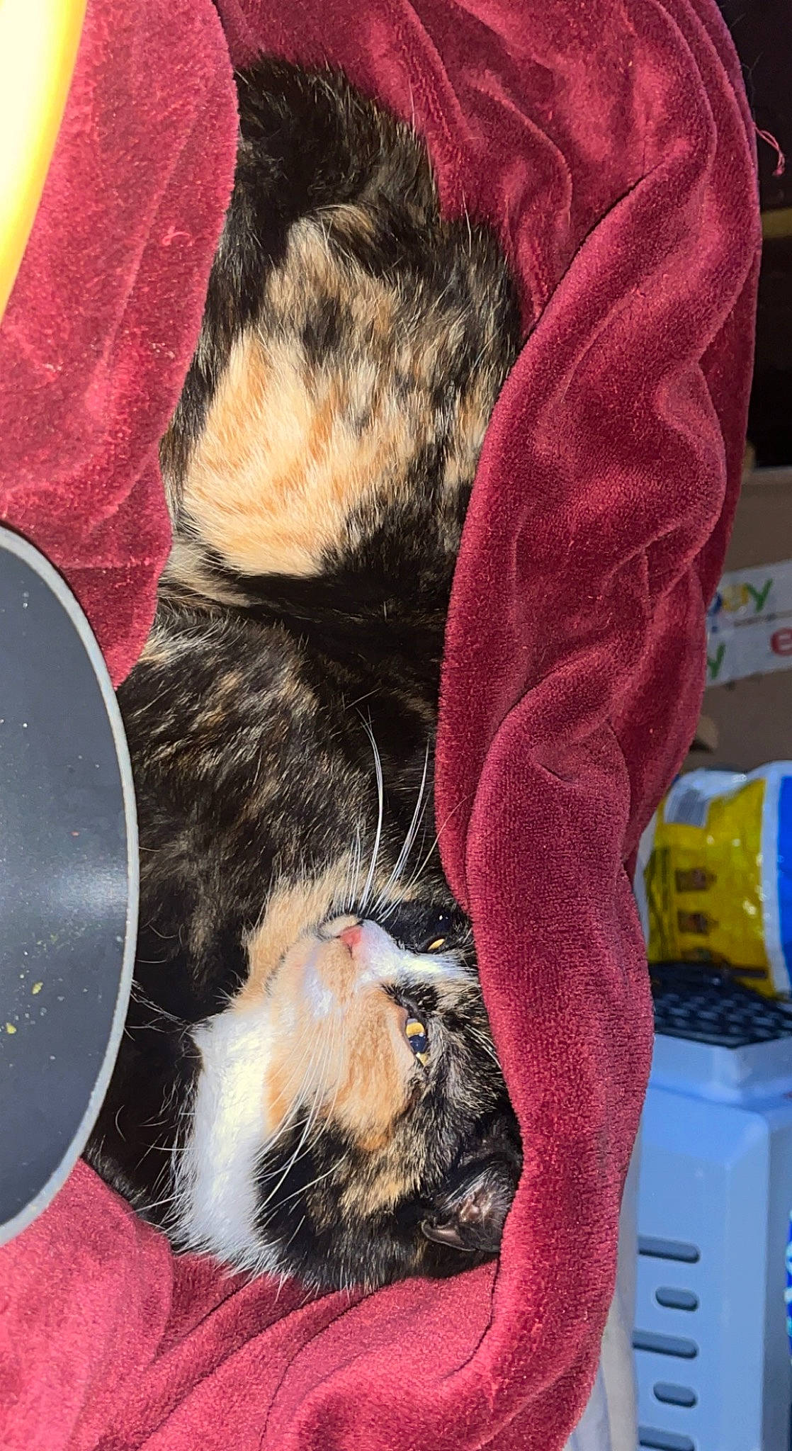 Pumpkin is registered to the contest to win money with this photo: carmine, carnivore, cat, claw, comfort, domestic_short_haired_cat, electric_blue, felidae, foot, fur, gas, human_leg, pattern, paw, plastic_bottle, small_to_medium_sized_cats, snout, tail, textile, whiskers