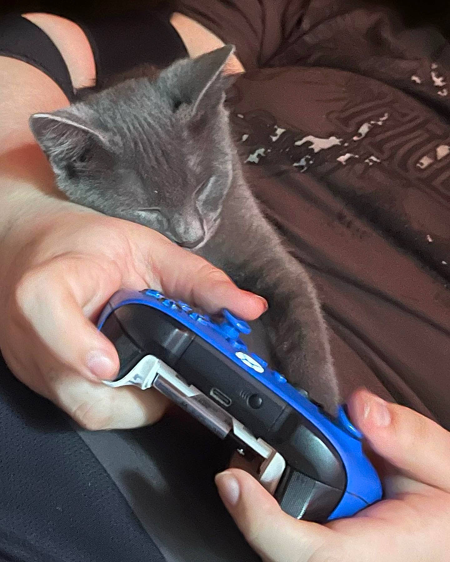 Moonie is registered to the contest to win money with this photo: carnivore, cat, comfort, communication_device, domestic_short_haired_cat, electric_blue, felidae, finger, gadget, gesture, hand, mobile_phone, multimedia, nail, portable_communications_device, russian_blue, small_to_medium_sized_cats, thumb, whiskers, wrist