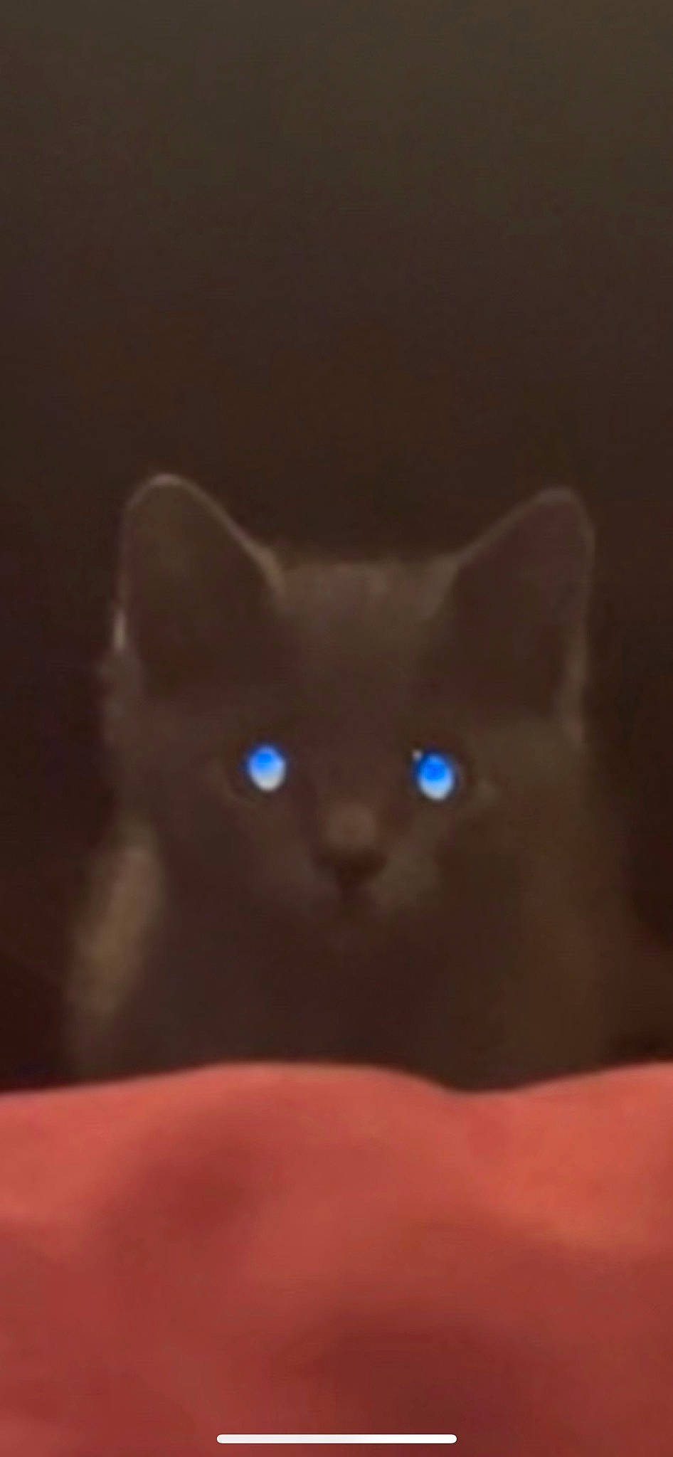 Moony joined the competition — help win amazing prizes! black_cat, carnivore, cat, comfort, darkness, domestic_short_haired_cat, ear, electric_blue, eye, fawn, felidae, fur, gesture, head, human_body, iris, small_to_medium_sized_cats, snout, street_light, whiskers