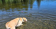 Duke is registered to the contest to win money with this photo: adventure, animal, canine, clear_sky, dog, forest, lake, leash, nature, outdoor, pet, recreation, reflection, ripples, shallow_water, summer, sunny, trees, walking, water