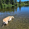dog, water, lake, leash, forest, trees, nature, outdoor, sunny, clear_sky, ripples, reflection, animal, canine, summer, recreation, adventure, pet, walking, shallow_water