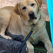 Duke is registered to the contest to win money with this photo: animal, bed, black, blue, canine, closeup, collar, curious, dog, fur, green, labrador, leash, looking, nature, outdoor, pet, portrait, relaxed, resting