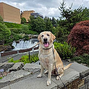 Duke is registered to the contest to win money with this photo: dog, labrador_retriever, leash, stone_ledge, waterfall, greenery, trees, bushes, cloudy_sky, outdoor, park, plants, nature, happy, pet, canine, tongue_out, sitting, daytime, landscape