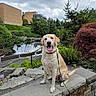dog, labrador_retriever, leash, stone_ledge, waterfall, greenery, trees, bushes, cloudy_sky, outdoor, park, plants, nature, happy, pet, canine, tongue_out, sitting, daytime, landscape