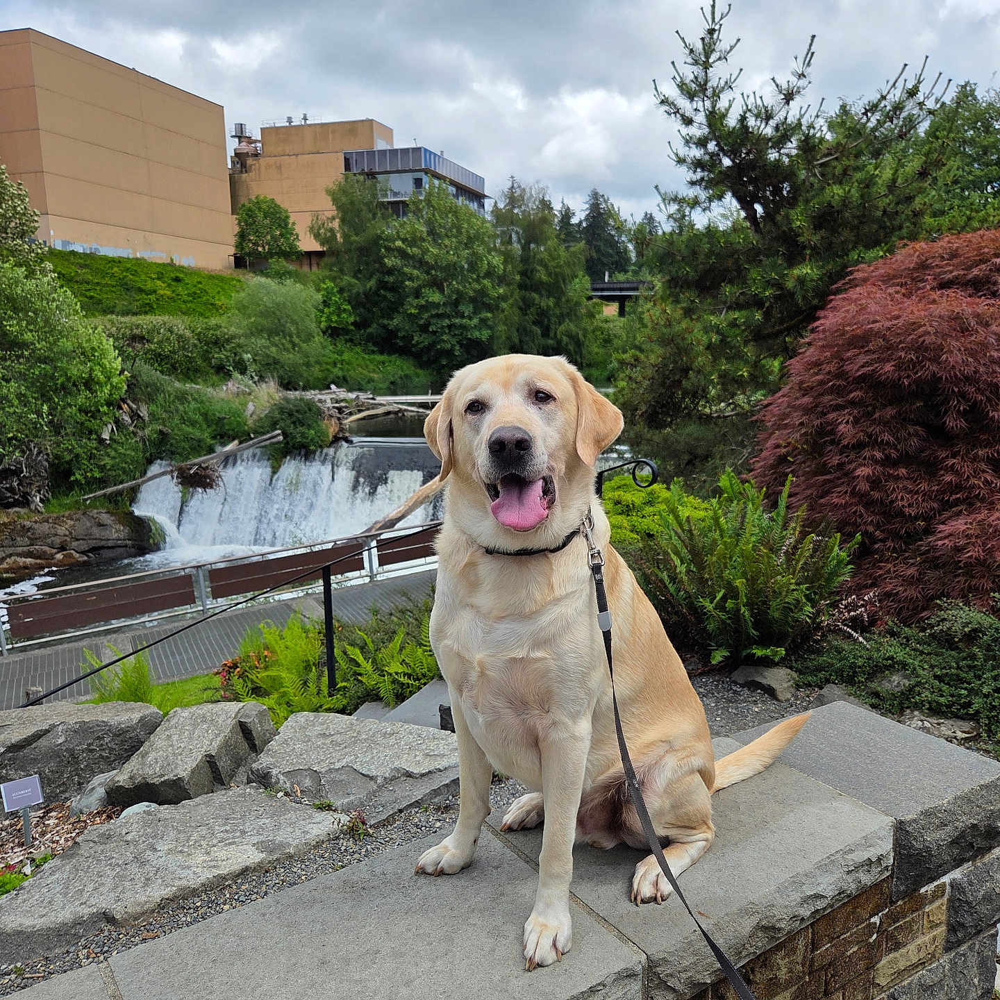 Duke is registered to the contest to win money with this photo: dog, labrador_retriever, leash, stone_ledge, waterfall, greenery, trees, bushes, cloudy_sky, outdoor, park, plants, nature, happy, pet, canine, tongue_out, sitting, daytime, landscape