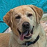dog, golden_retriever, labrador, tongue_out, happy, pet, canine, collar, outdoor, smiling, fur, animal, mammal, ears, mouth, teeth, nose, closeup, face, expression