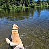 dog, water, lake, forest, trees, nature, outdoor, leash, sunny, sky, reflection, ripples, canine, animal, summer, recreation, adventure, greenery, scenic, daytime