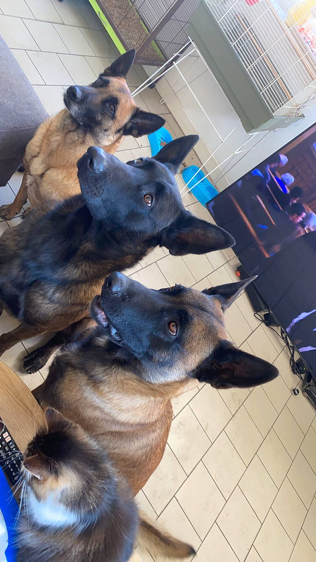 Maya Keyser Pablo participe au concours pour gagner de l'argent avec cette photo : blue, canidae, carnivore, companion_dog, dog, dog_breed, electric_blue, fawn, felidae, fur, german_shepherd_dog, natural_material, small_to_medium_sized_cats, snout, sporting_group, terrestrial_animal, whiskers, working_animal, working_dog